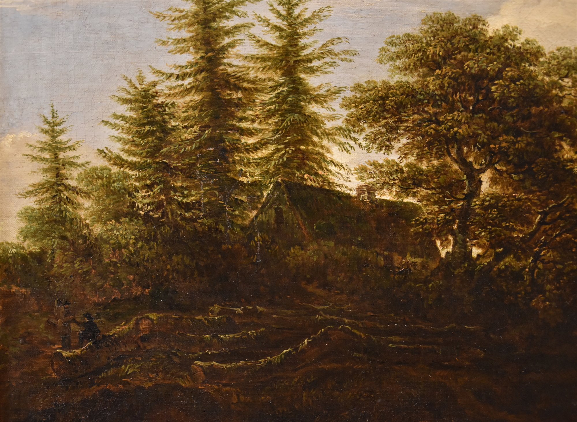Paesaggio boscoso con cascata