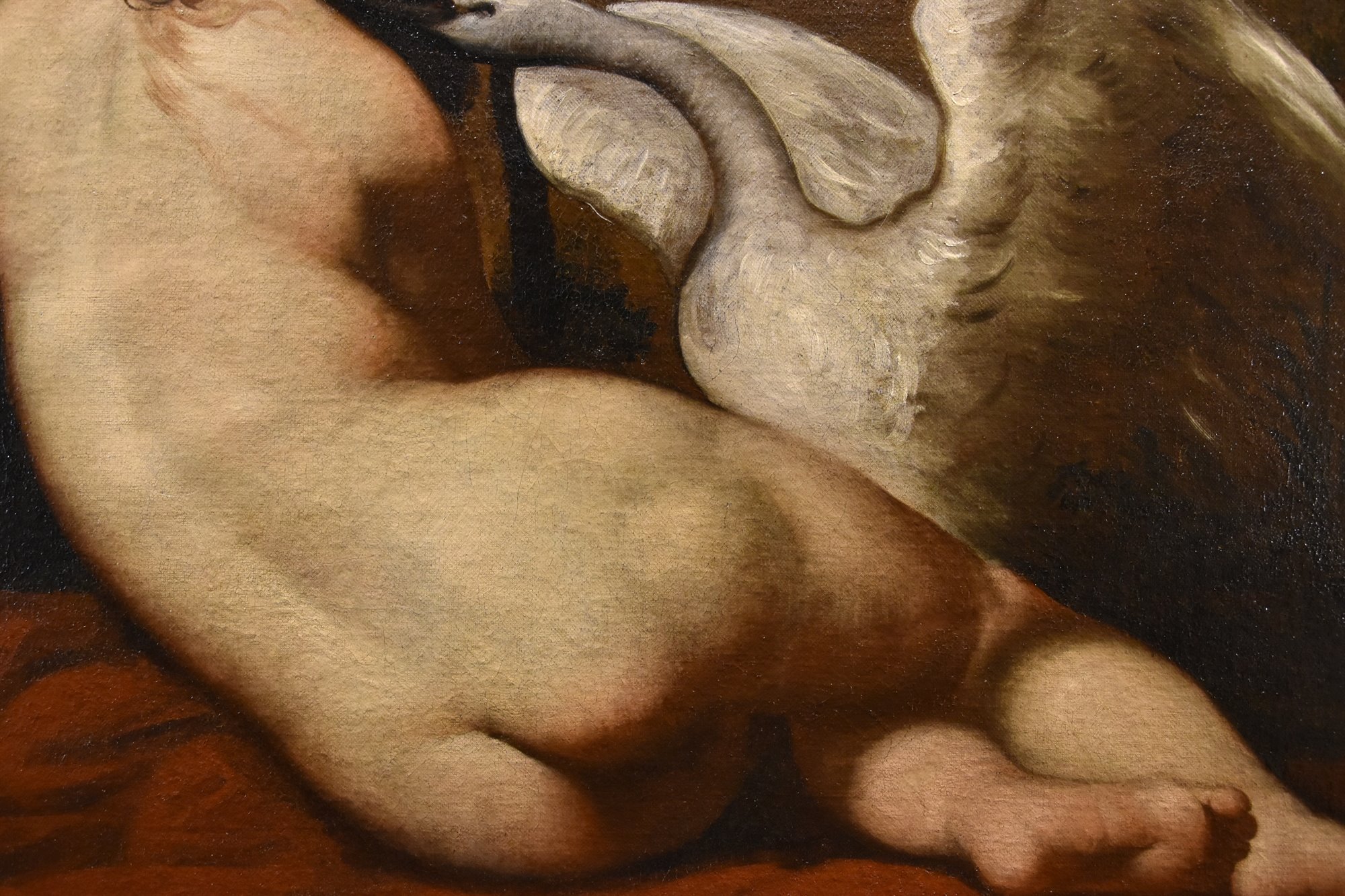 Leda e il cigno